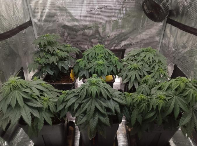 Skunk et Super Skunk Sensi Seeds. Week 5
