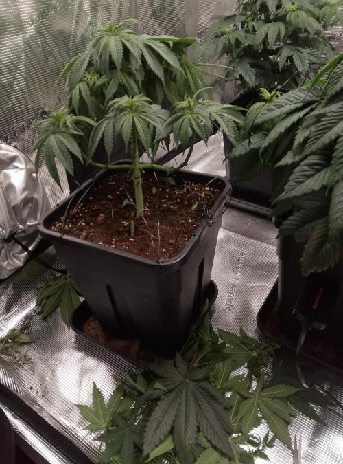 Skunk et Super Skunk Sensi Seeds. Week 5