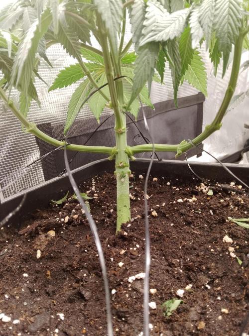 Skunk et Super Skunk Sensi Seeds. Week 5