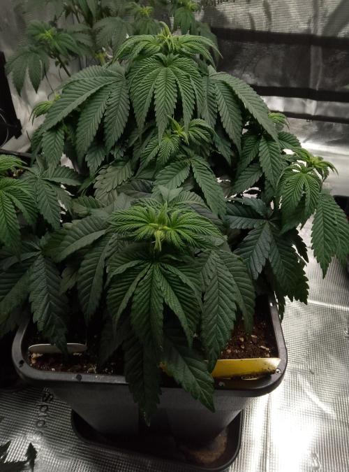 Skunk et Super Skunk Sensi Seeds. Week 5