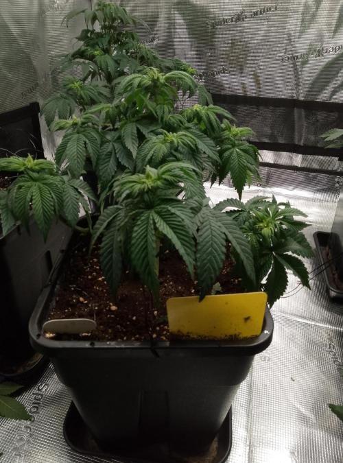 Skunk et Super Skunk Sensi Seeds. Week 5