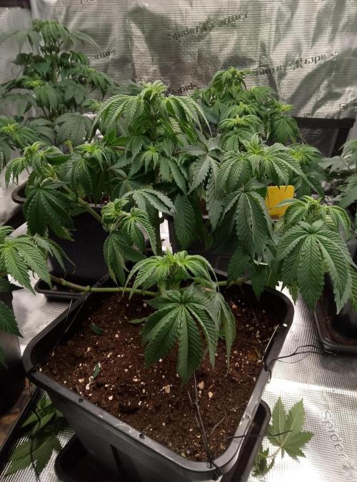Skunk et Super Skunk Sensi Seeds. Week 5
