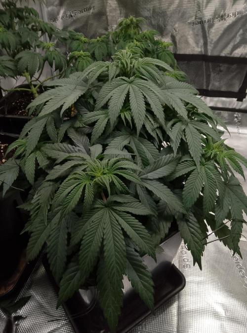 Skunk et Super Skunk Sensi Seeds. Week 5