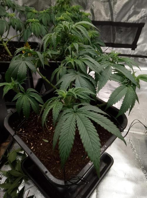 Skunk et Super Skunk Sensi Seeds. Week 5