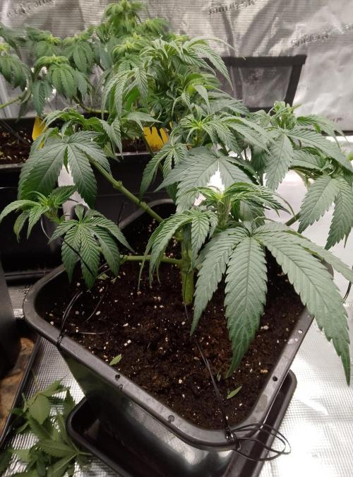 Skunk et Super Skunk Sensi Seeds. Week 5