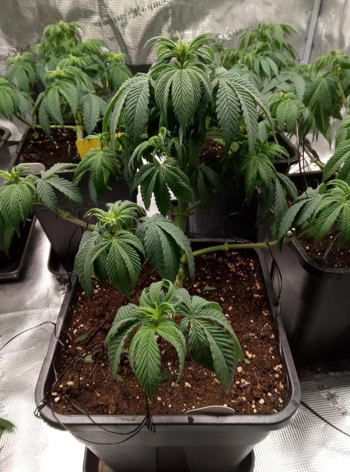 Skunk et Super Skunk Sensi Seeds. Week 5