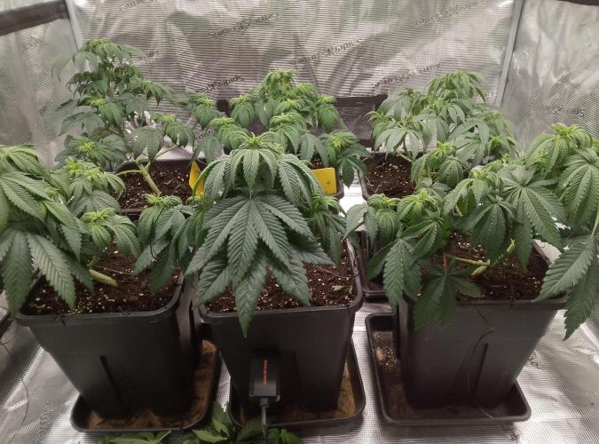 Skunk et Super Skunk Sensi Seeds. Week 5
