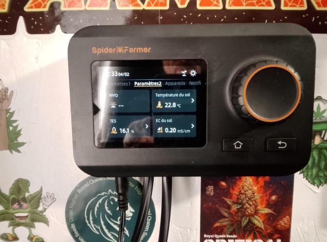 Skunk et Super Skunk Sensi Seeds. Week 5