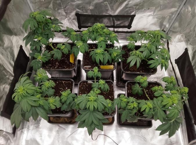 Skunk et Super Skunk Sensi Seeds. Week 5