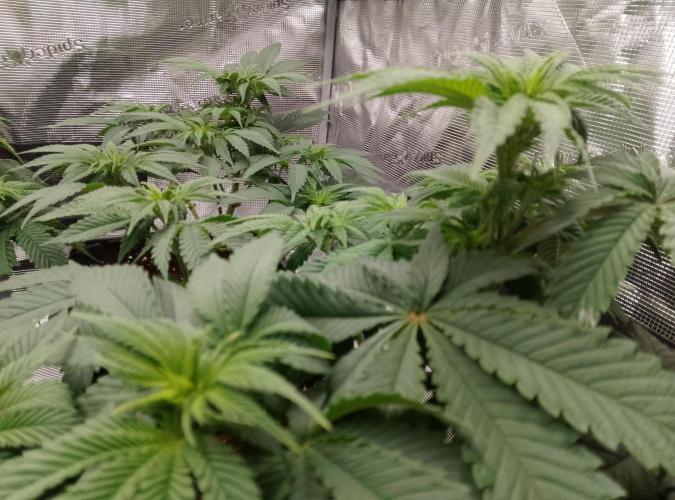 Skunk et Super Skunk Sensi Seeds. Week 5