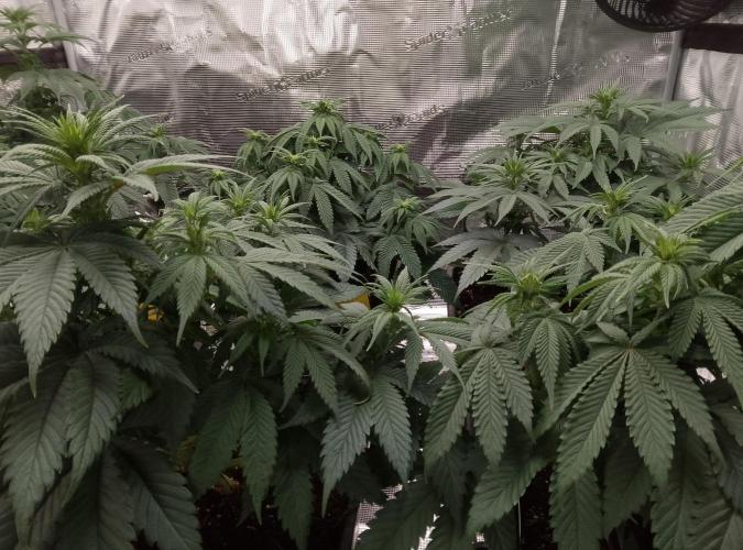 Skunk et Super Skunk Sensi Seeds. Week 6