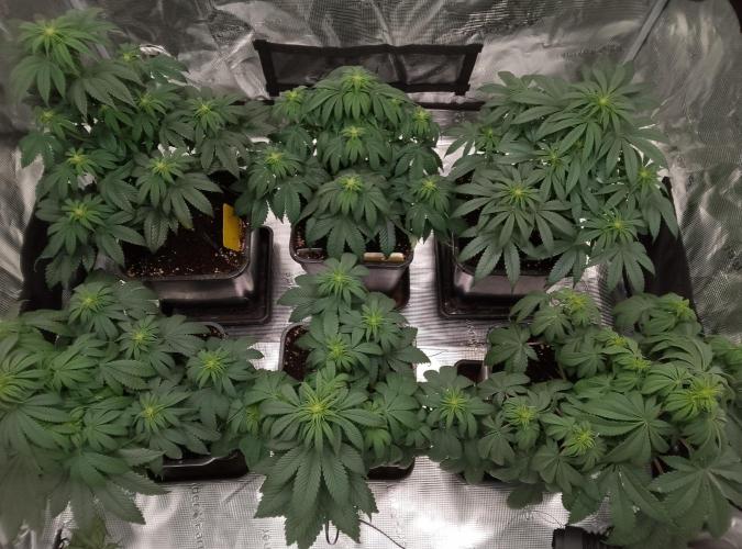 Skunk et Super Skunk Sensi Seeds. Week 6