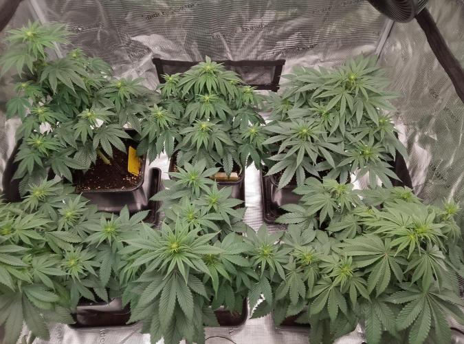 Skunk et Super Skunk Sensi Seeds. Week 6