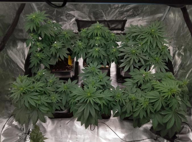 Skunk et Super Skunk Sensi Seeds. Week 6