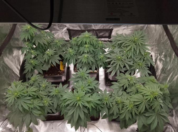 Skunk et Super Skunk Sensi Seeds. Week 6