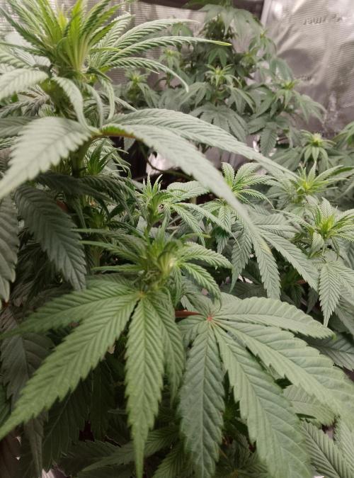 Skunk et Super Skunk Sensi Seeds. Week 6