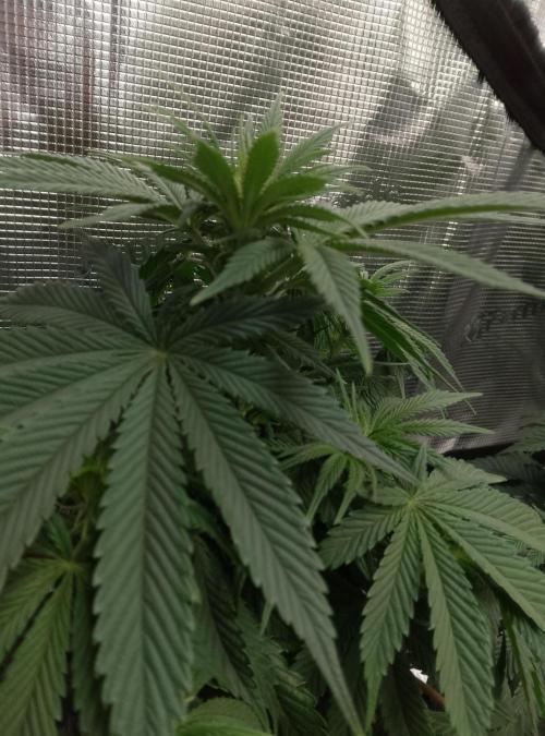 Skunk et Super Skunk Sensi Seeds. Week 6