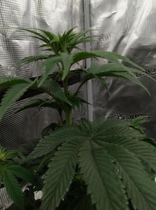 Skunk et Super Skunk Sensi Seeds. Week 6