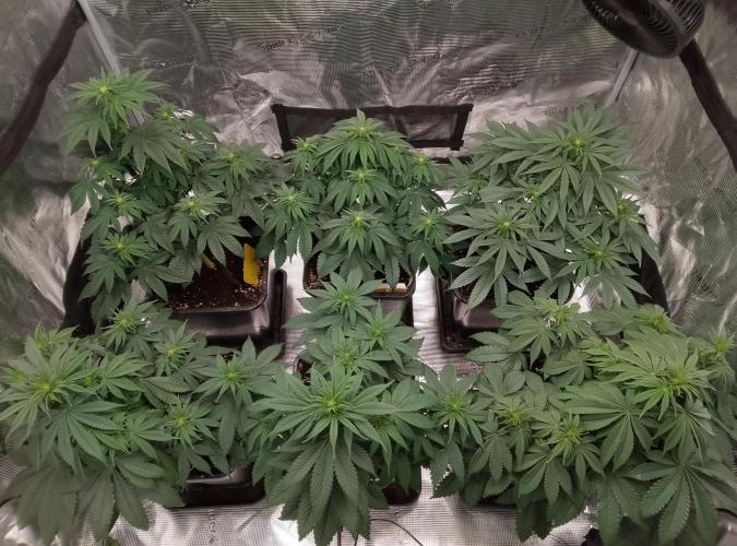 Skunk et Super Skunk Sensi Seeds. Week 6