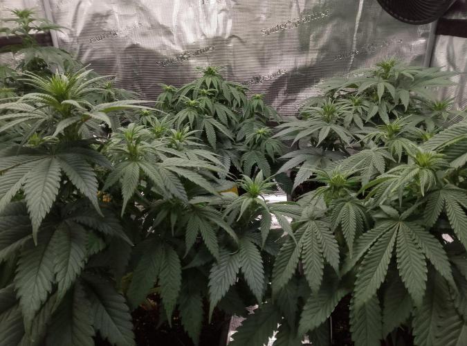 Skunk et Super Skunk Sensi Seeds. Week 6