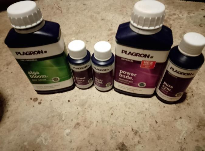 Skunk et Super Skunk Sensi Seeds. Week 6