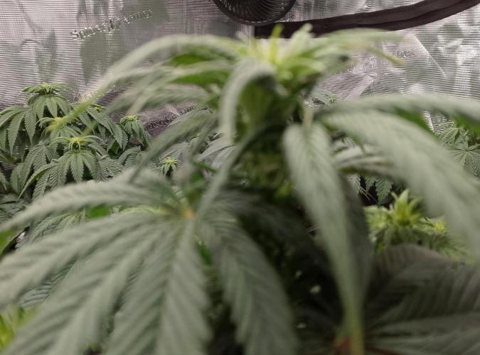 Skunk et Super Skunk Sensi Seeds. Week 6