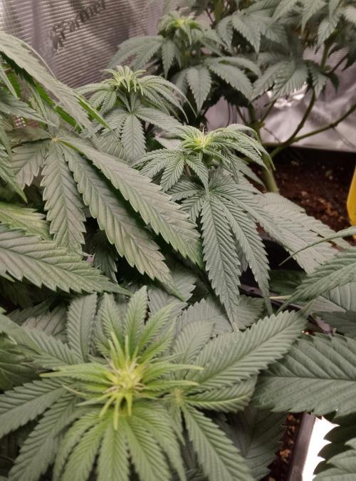 Skunk et Super Skunk Sensi Seeds. Week 6