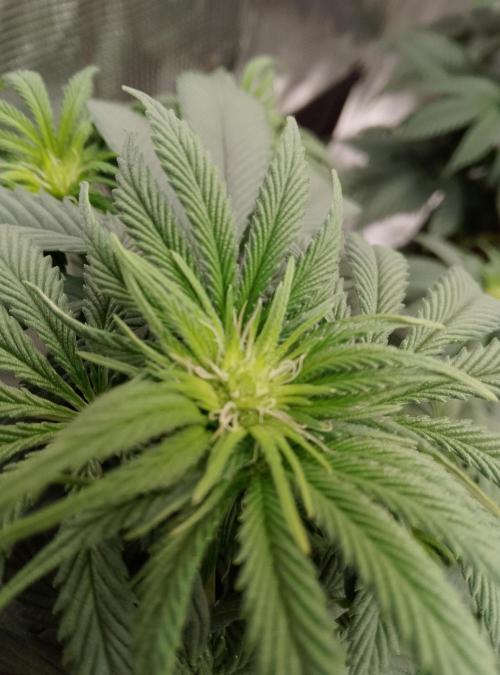 Skunk et Super Skunk Sensi Seeds. Week 6