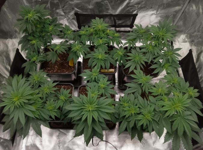 Skunk et Super Skunk Sensi Seeds. Week 6