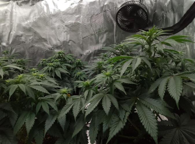 Skunk et Super Skunk Sensi Seeds. Week 6