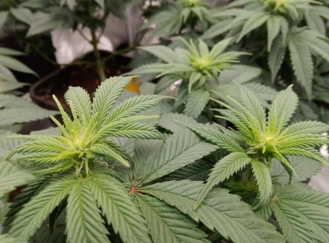 Skunk et Super Skunk Sensi Seeds. Week 6