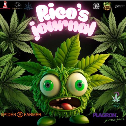 Skunk et Super Skunk Sensi Seeds. Week 7