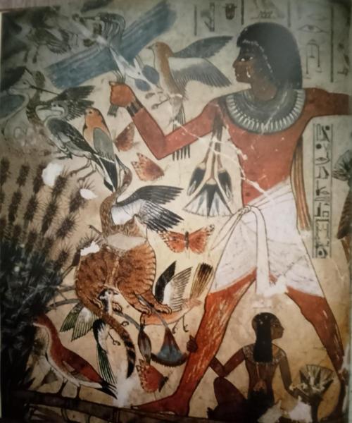 Skunk et Super Skunk Sensi Seeds. Week 7