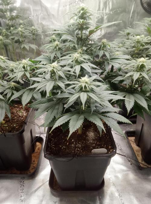 Skunk et Super Skunk Sensi Seeds. Week 7
