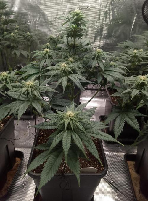 Skunk et Super Skunk Sensi Seeds. Week 7