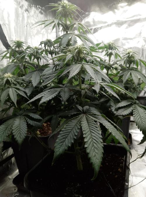 Skunk et Super Skunk Sensi Seeds. Week 7