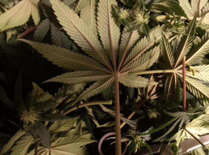 Skunk et Super Skunk Sensi Seeds. Week 7