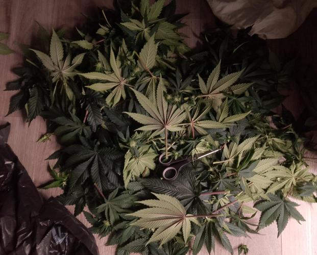 Skunk et Super Skunk Sensi Seeds. Week 7