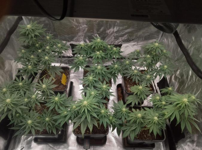 Skunk et Super Skunk Sensi Seeds. Week 7