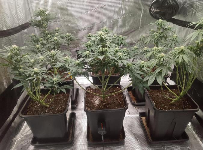 Skunk et Super Skunk Sensi Seeds. Week 7