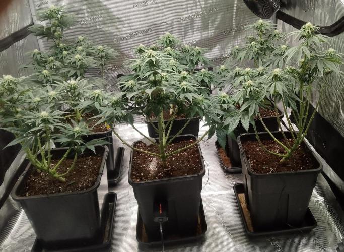 Skunk et Super Skunk Sensi Seeds. Week 7