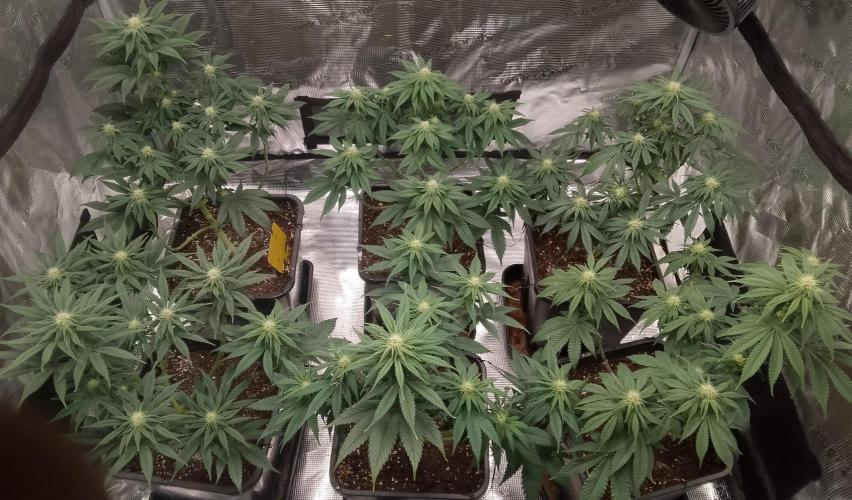 Skunk et Super Skunk Sensi Seeds. Week 7