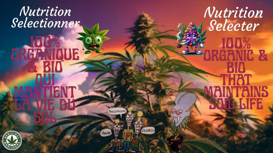 Skunk et Super Skunk Sensi Seeds. Week 7