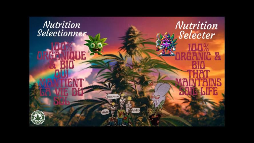 Skunk et Super Skunk Sensi Seeds