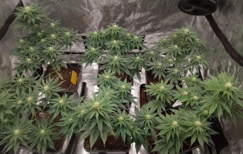 Skunk et Super Skunk Sensi Seeds. Week 7