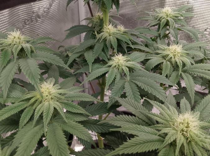 Skunk et Super Skunk Sensi Seeds. Week 7