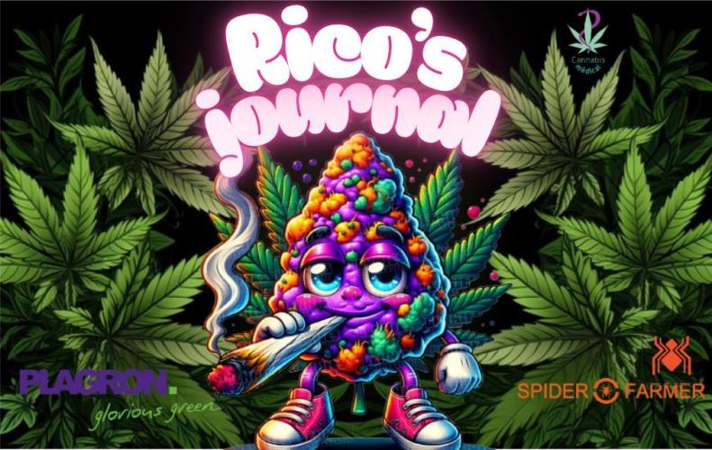 Skunk et Super Skunk Sensi Seeds. Week 7