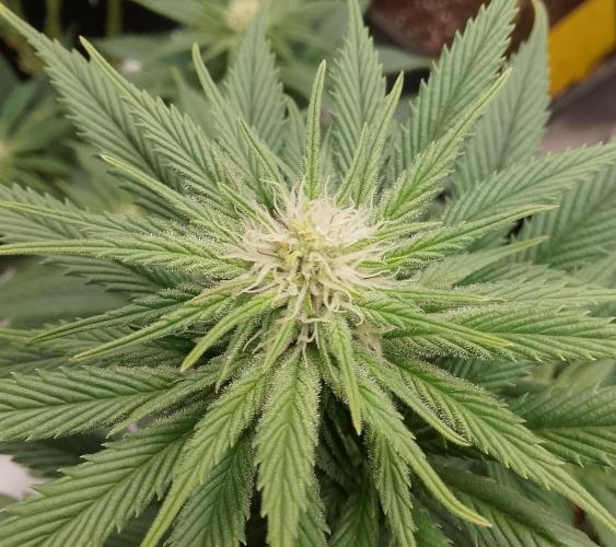 Skunk et Super Skunk Sensi Seeds. Week 8