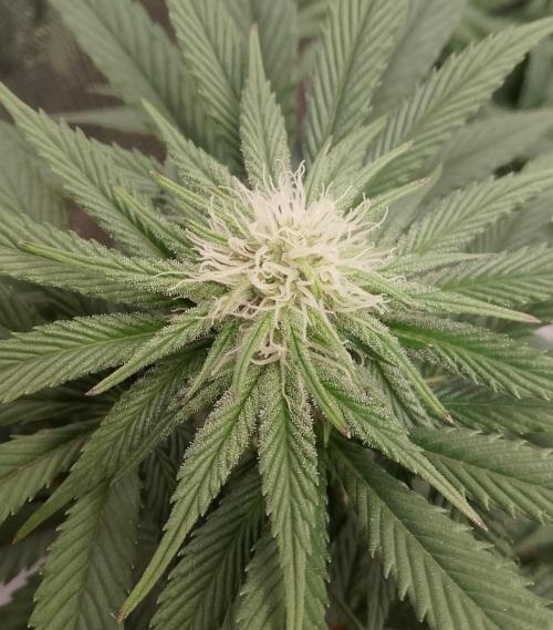 Skunk et Super Skunk Sensi Seeds. Week 8