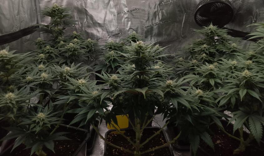 Skunk et Super Skunk Sensi Seeds. Week 8